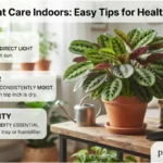 prayer plant care indoors