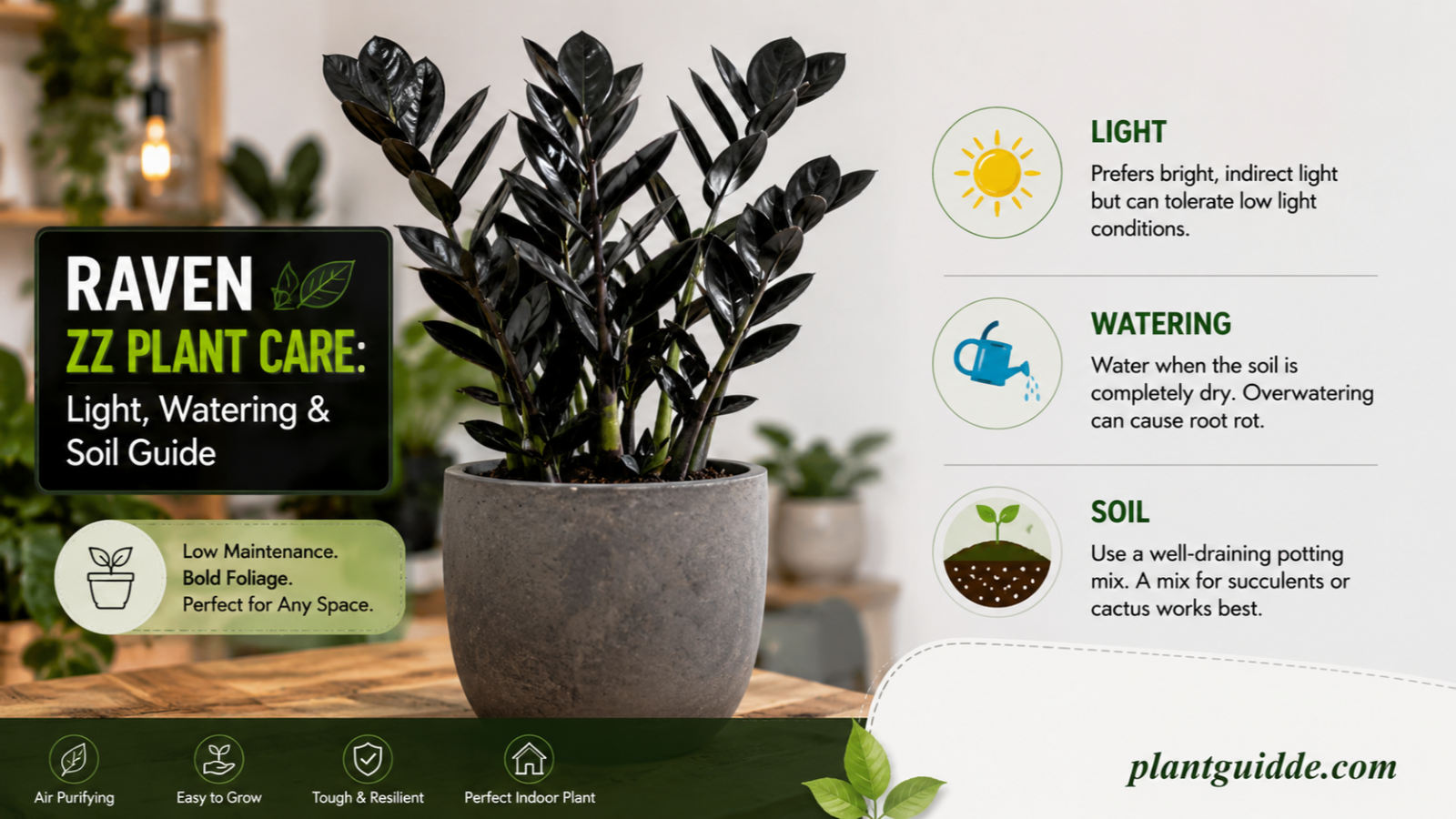 raven zz plant care