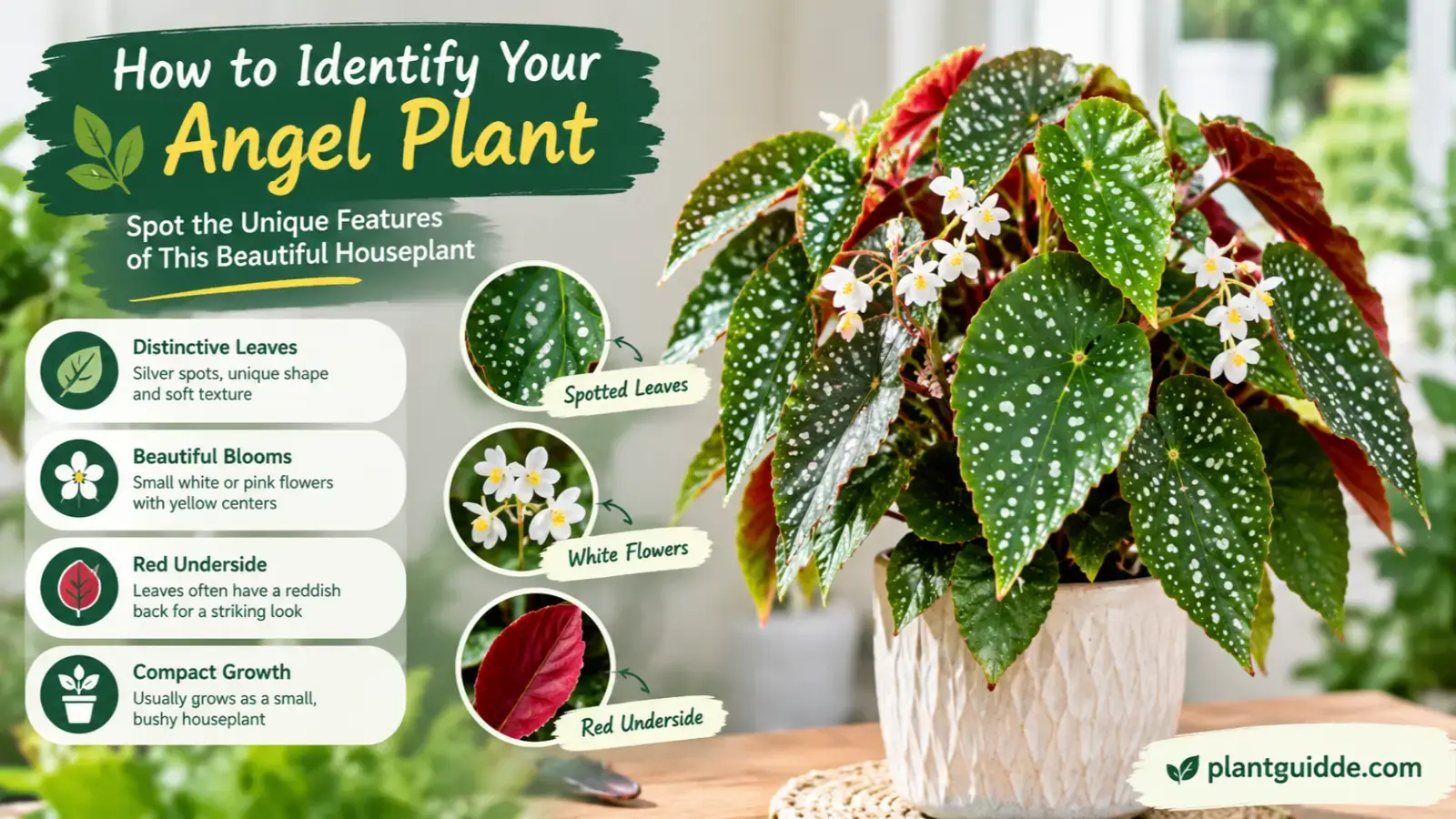How to identify your angel plant