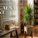 care for a dracaena plant