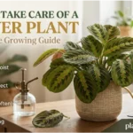 take care of prayer plant