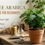 coffee arabica plant care