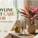 cordyline plant care indoor