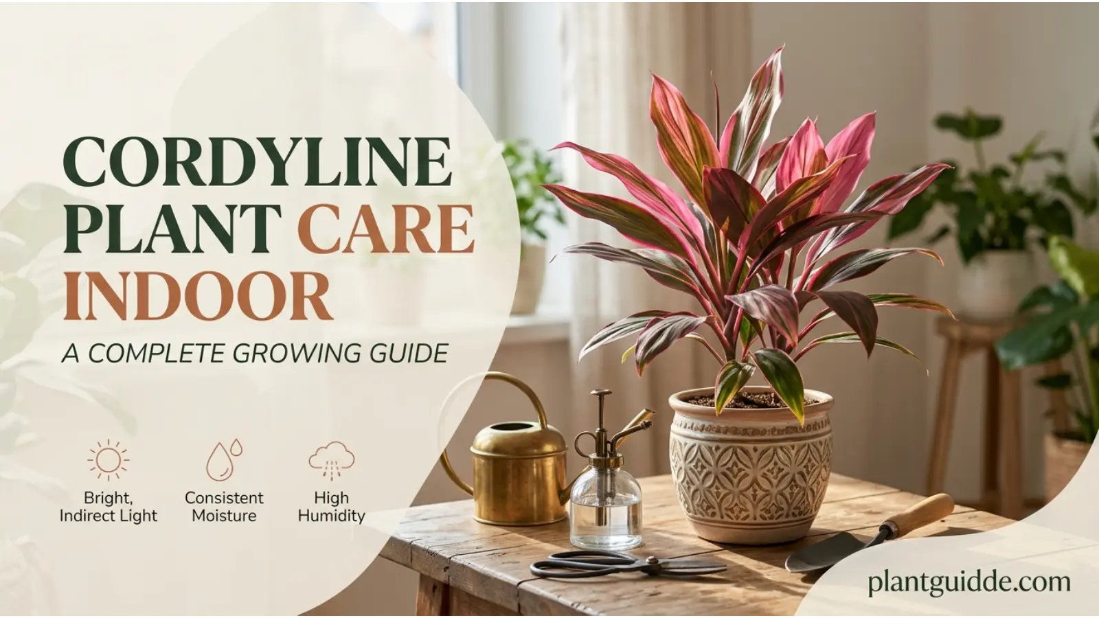 cordyline plant care indoor