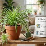 ribbon plant care