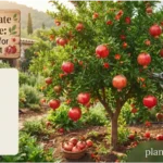 pomegranate plant care